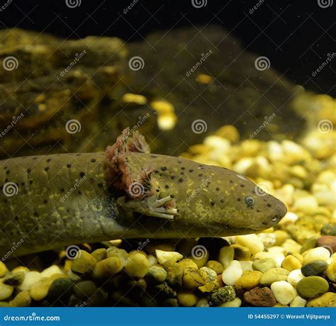 Water salamander stock image. Image of gill, water, swimming - 54455297