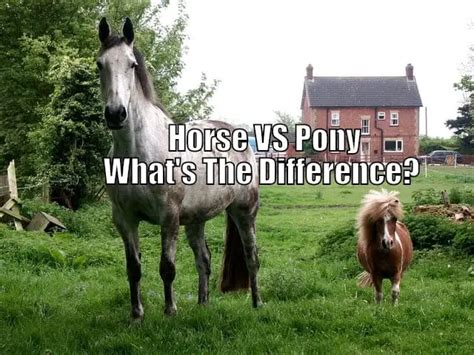 What’s The Difference Between A Horse and Pony – Horse FAQ’s