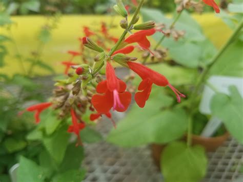 Salvia Coccinea Bessey Greenhouse Richard W Pohl Conservatory