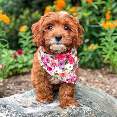 Everything You Need To Know About A Cavapoo Cavapoo Cavapoopuppies