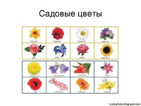Цветы картинки для детей с названиями