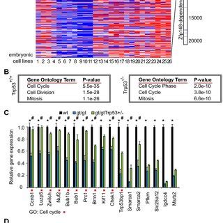 E2F-responsive cell cycle genes are downregulated in Zfp148-deficient ...