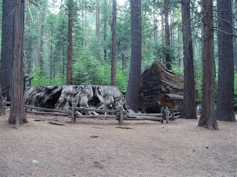 Stories From Calaveras Big Trees Save The Redwoods League