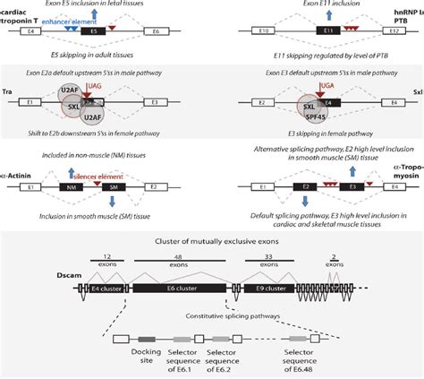 Selection Of Splice Patterns Of Known Alternative Exons Selection Of