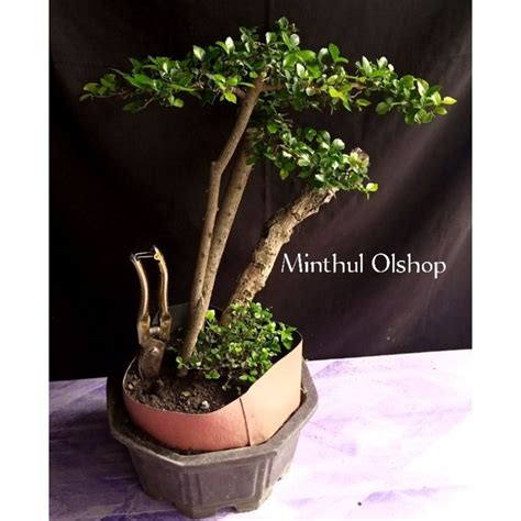 Jual Bonsai Serut Bonggol Besar Ngejin Sesuai Foto Shopee Indonesia