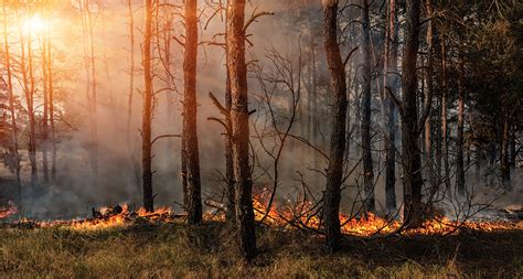 Building Wildfire Resilience A Land Use Toolbox For County Leaders