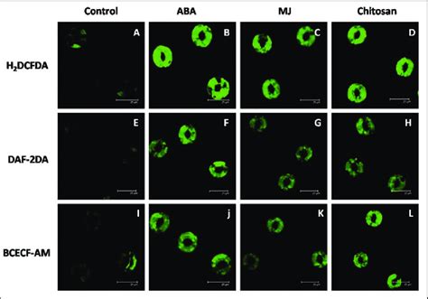 Confocal Images Showing Elevation Of Ros Indicated By The Fluorescence Download Scientific