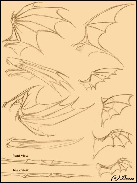 Dragon Wing Reference Pg. 1 by Dracoanimegurl - Fanart Central