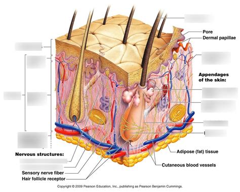 [ベスト] Hair Root Plexus Diagram 100220-Root Hair Plexus Diagram