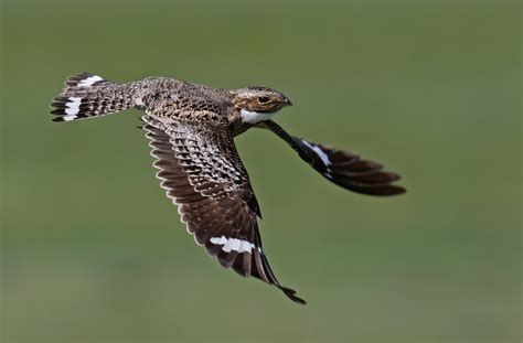 Wild Profile Meet The Common Nighthawk Cottage Life