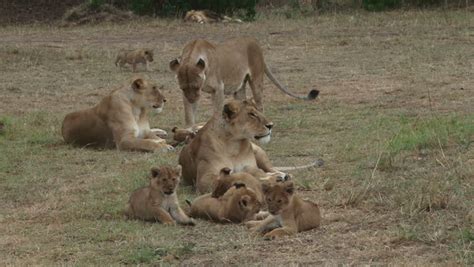 Lioness Cubs Stock Video Footage - 4K and HD Video Clips | Shutterstock