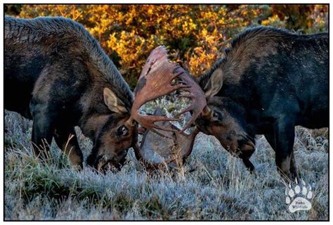 Moose Fight Bull Moose Photography Print Moose Fine Art - Etsy