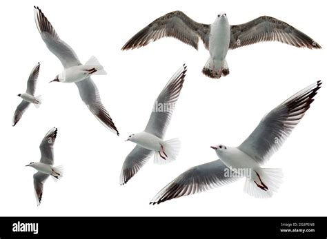 Set Of Seagulls Flying Isolated On White Background Birds Collection