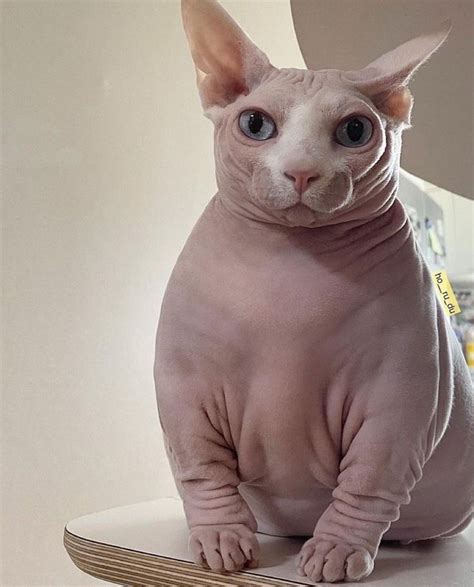 Cute Hairless Cat Pretty Cats Silly Cats