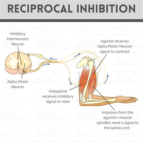 The Transformative Role Of Reciprocal Inhibition In Corrective Exercise