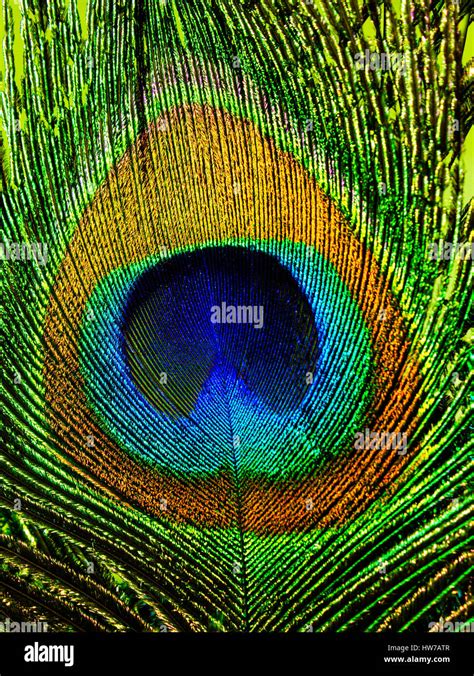 Peacock feather eye in closeup Stock Photo - Alamy