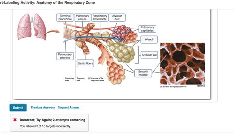 Structures Of Respiratory Zone Alveoli Alveolar Duct