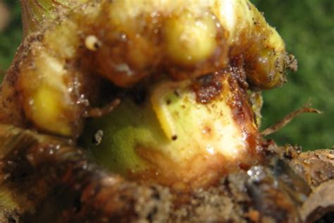 Corn Rootworm Canadian Corn Pest Coalition Ccpc