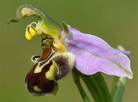 Orchid pollination – Viscum.dk