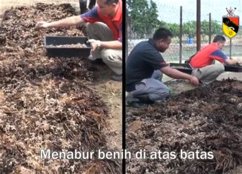 Harga Mencecah RM20 Sekilogram Jana Pendapatan RM5000 Sebulan Teknik