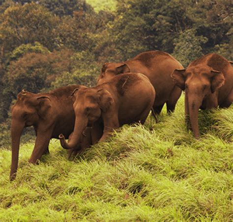 Kerala Wildlife Tour Guide - National Parks & Wildlife Sanctuaries