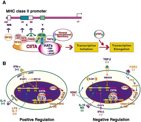 Genetic Control Of MHC Class II Expression Cell