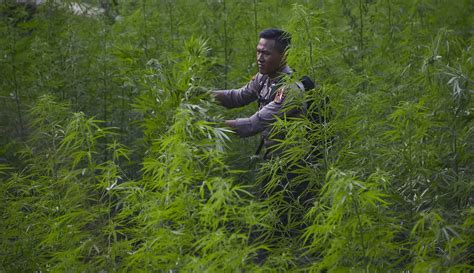 Foto Polisi Temukan 3 Hektare Ladang Ganja Di Aceh Foto