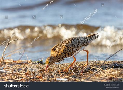 Male Ruff Bird Breeding Plumage Stands Stock Photo 2208081125