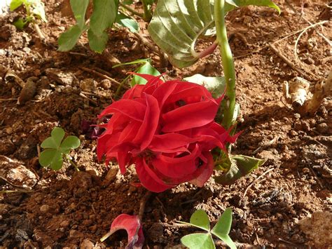 Euphorbia Pulcherrima Willd Ex Klotzsch Poinsettia Fireba Dinesh