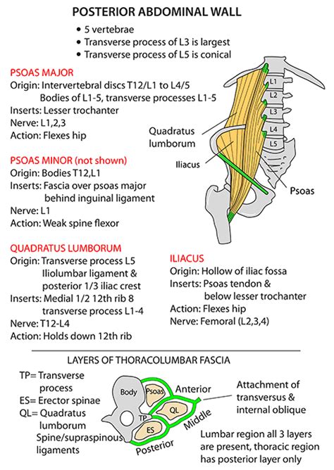 Instant Anatomy - Abdomen - Areas/Organs - Abdominal wall - posterior ...