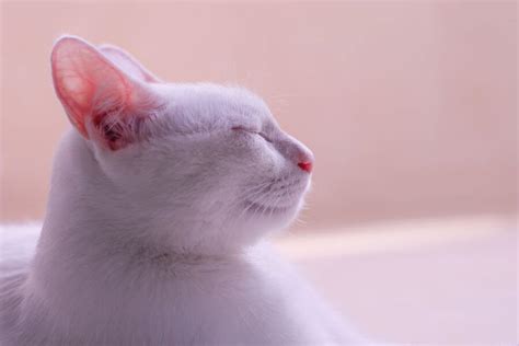 Albino Cat and White Cat – Differences - PetsTime