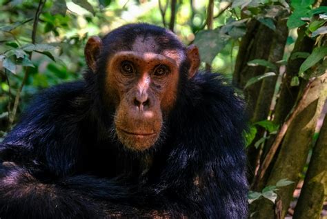 Primata Humano - Primata Sentado Ao Lado Da árvore · Foto profissional gratuita