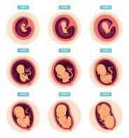 Quantos Meses O Bebê Mexe Na Barriga - Quando meu bebê vai mexer dentro da barriga? - Mil dicas de mãe