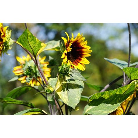 Helianthus Annuus Panach Tournesol Feuilles Panach Es Graines