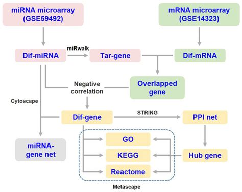 Identification Of Mirna Target Gene Regulatory Networks In Liver