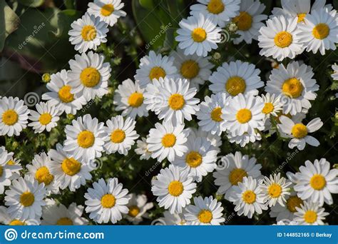 Flores Hermosas De La Margarita Como Fondo Imagen De Archivo Imagen