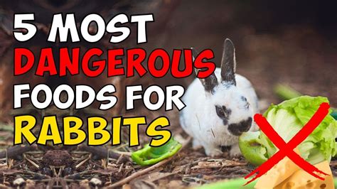 5 Most Dangerous Foods For Rabbits Do Not Give Them To Your Bunny