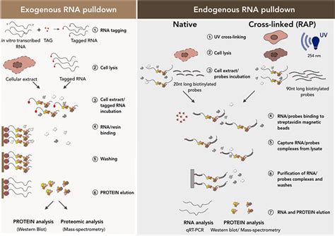 RNA Pull Down Assay - Lifeasible