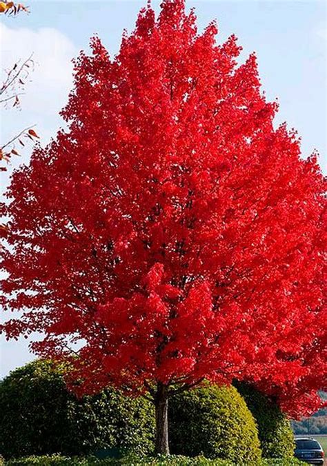 Rbol De Arce Rojo El Arce Rojo Es Rojo Todo El A O Durante La