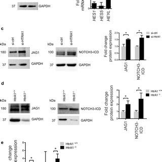 Loss Of Htra In Vsmc Enforces Tgf Signaling And Induces Dual