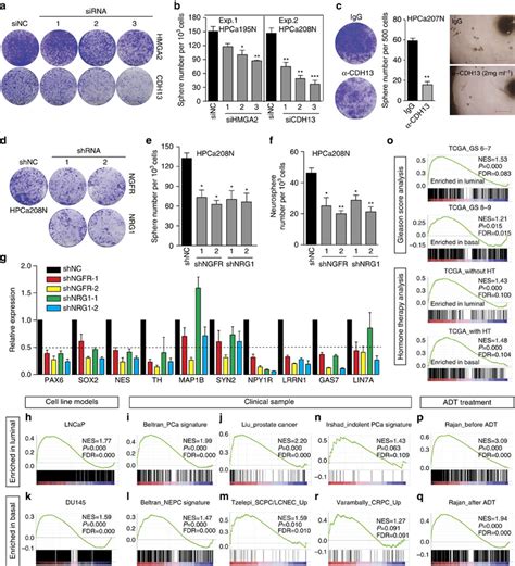 Proneural Genes Regulate Prostatic Basal Cell Stem Progenitor