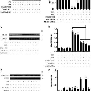 GSS Inhibits LPSinduced EC Apoptosis Via The TLR4 BCL2 Signalling A