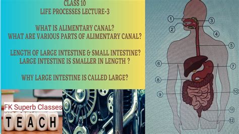 Life Processes Class Science Biology Part Alimentary Canal