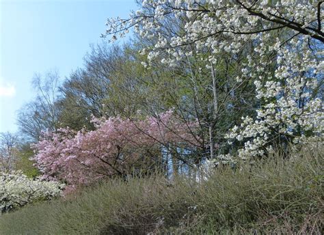 Loire - Jardin du Plessis - The Traveling Gardener