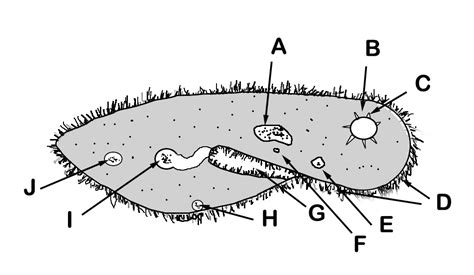 Paramecium Parts