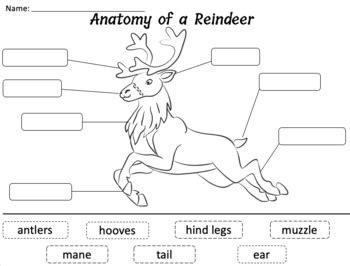 Anatomy of a Reindeer by School of Mommy | TPT