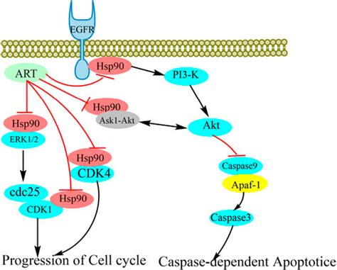 Frontiers Artesunate As An Hsp90 Inhibitor Inhibits The