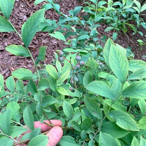 Using Vinegar To Acidify Soil Lower Ph For Blueberries Rivers