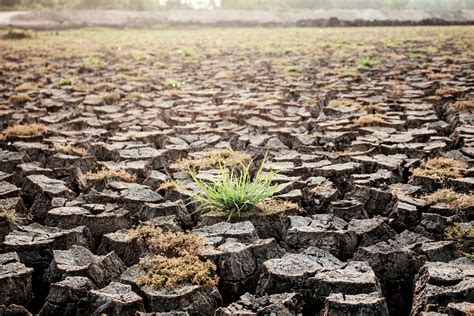 Arid soil and grass. 30912211 Stock Photo at Vecteezy