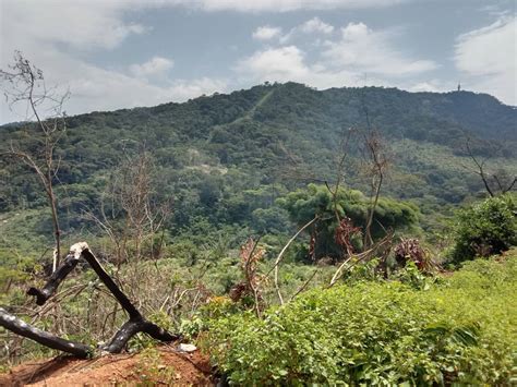 La forêt classée du Mont Tonkpi Un réservoir écologique man info